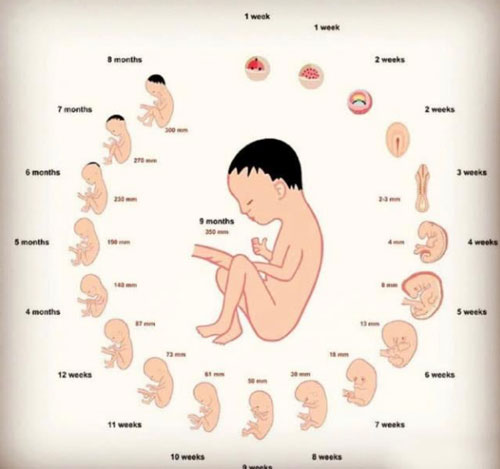 人的胚胎发育过程从什么开始？早期胚胎发育的主要阶段！