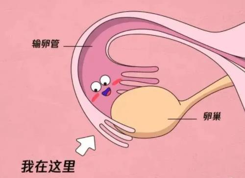 输卵管过长对身体有什么影响?输卵管过长如何提高怀孕?