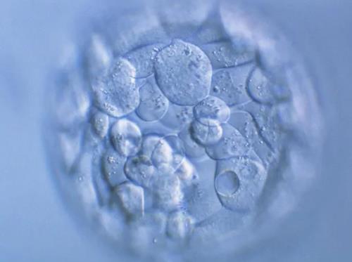 襄胚4天和第五天有什么别？襄胚和胚胎有什么不同之处？