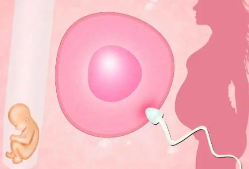 试管囊胚胎停几率大吗?试管婴儿孕妇子宫内有一囊性结构?